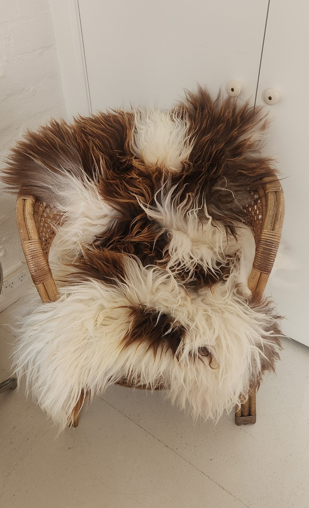 Icelandic Sheepskin - Caramel & White