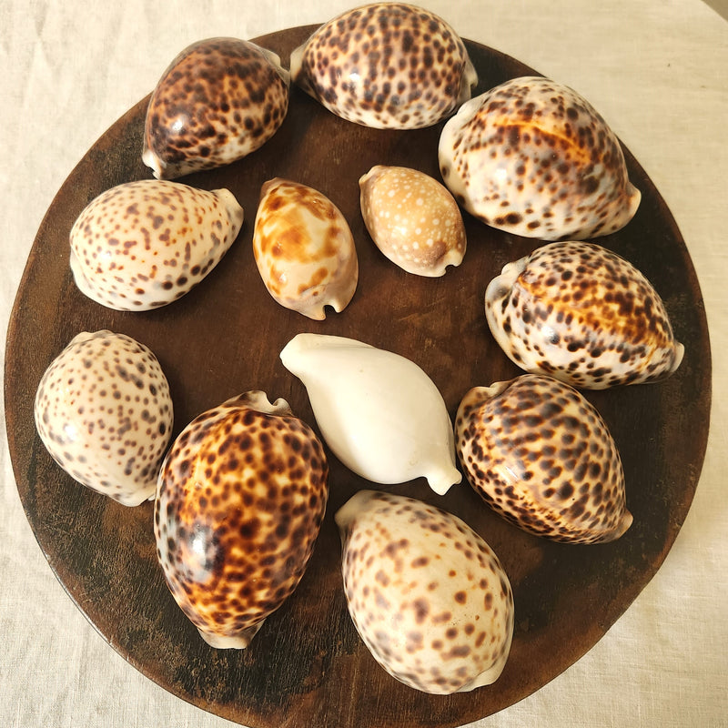 Collection of 12 Cowrie Shells