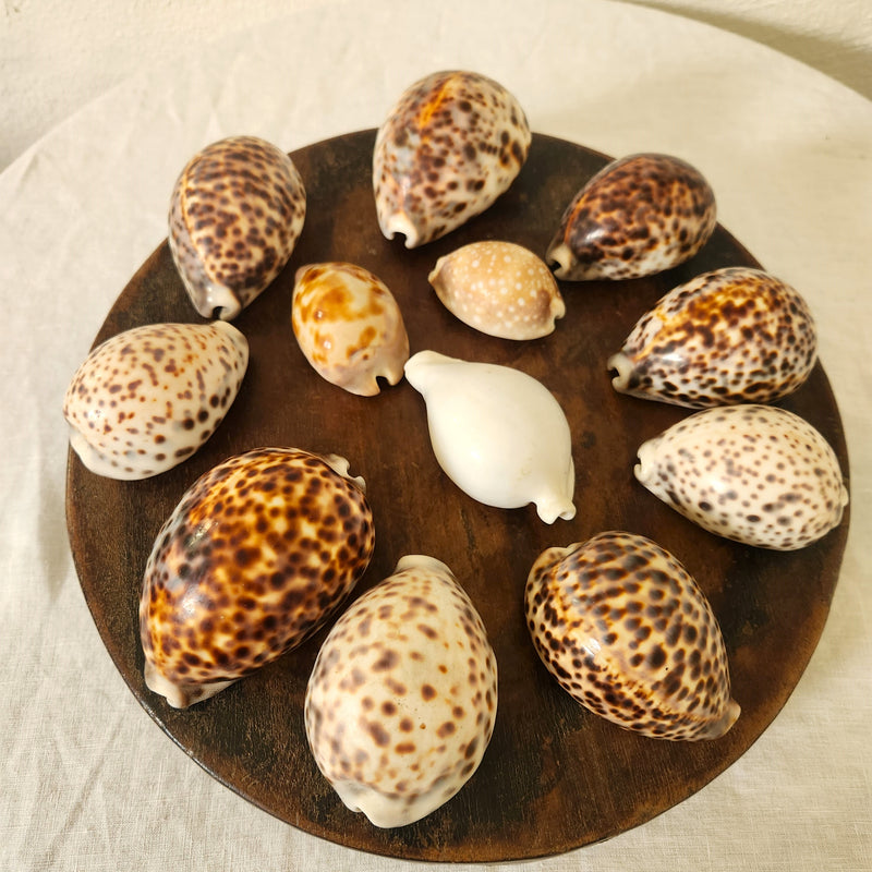 Collection of 12 Cowrie Shells