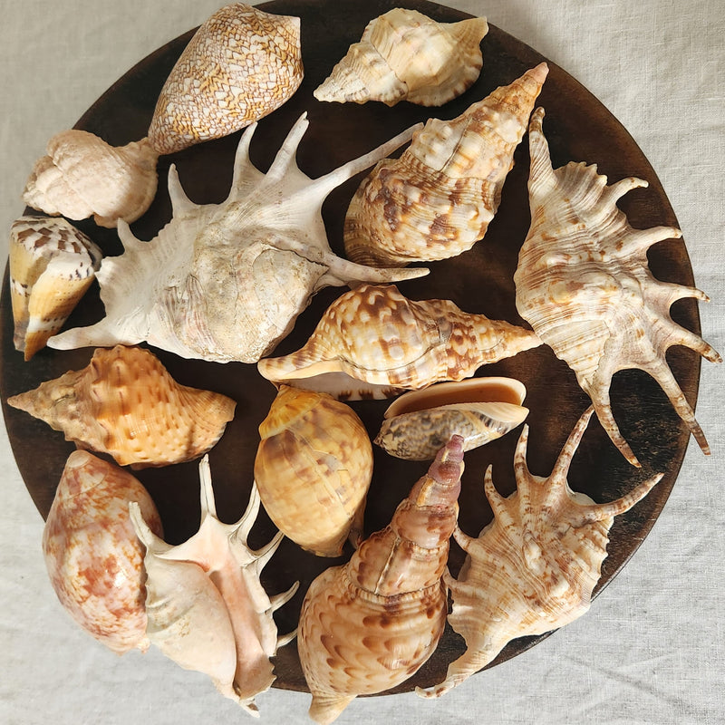 Collection of 15 Mixed Sea Shells