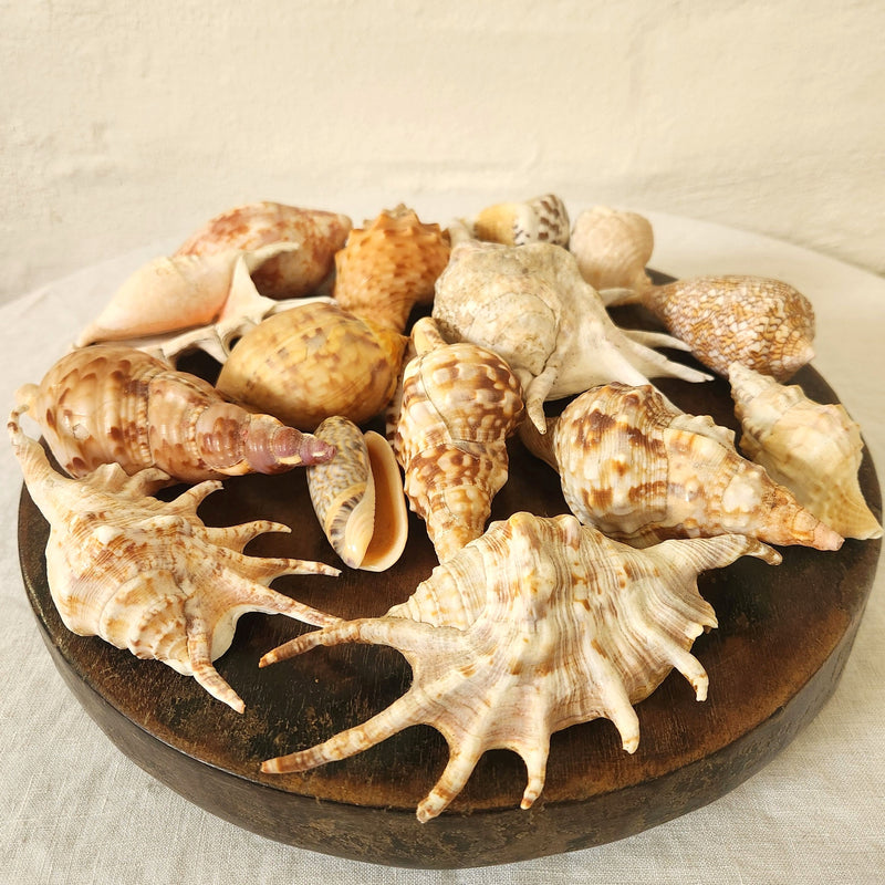 Collection of 15 Mixed Sea Shells