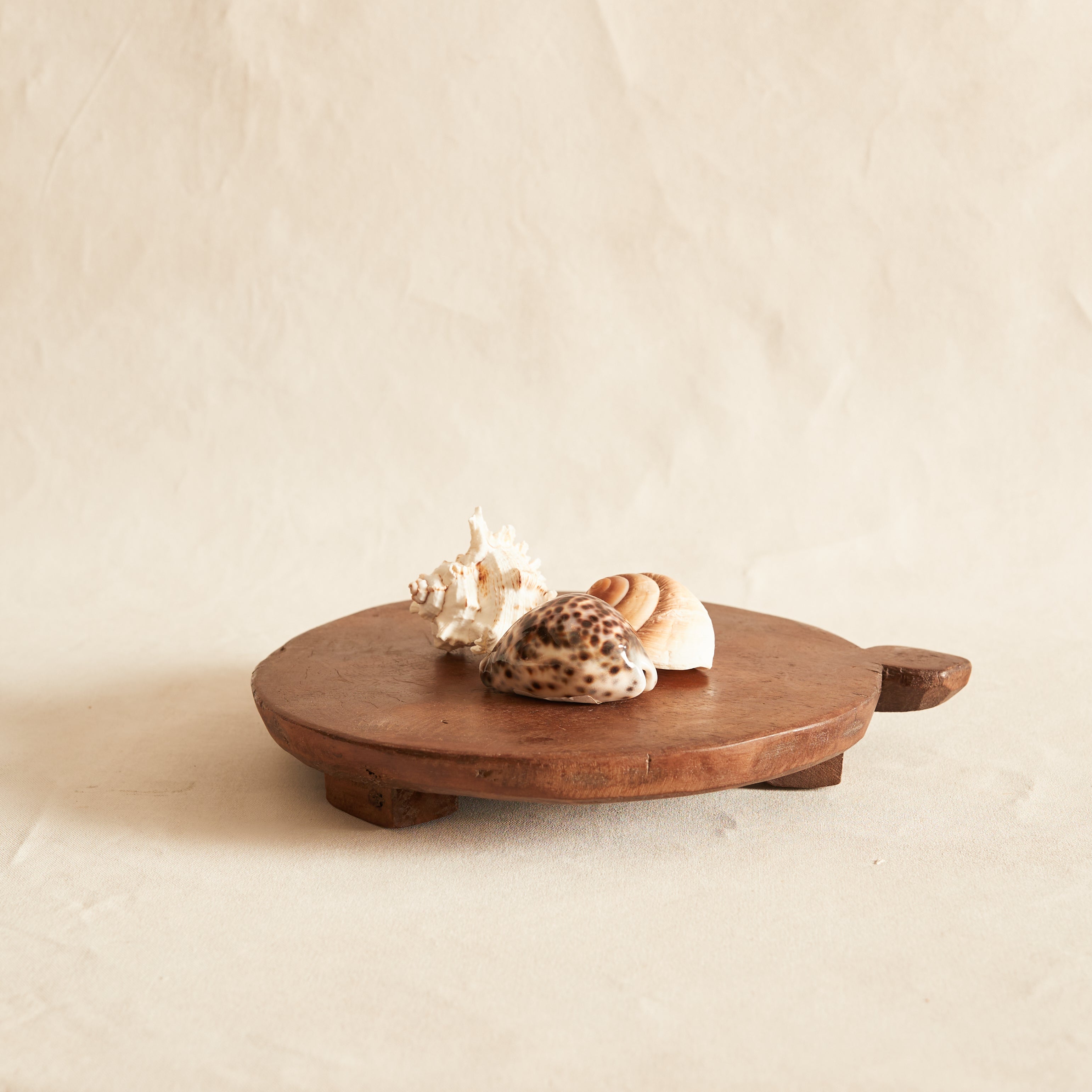 Set of three Sea Shells