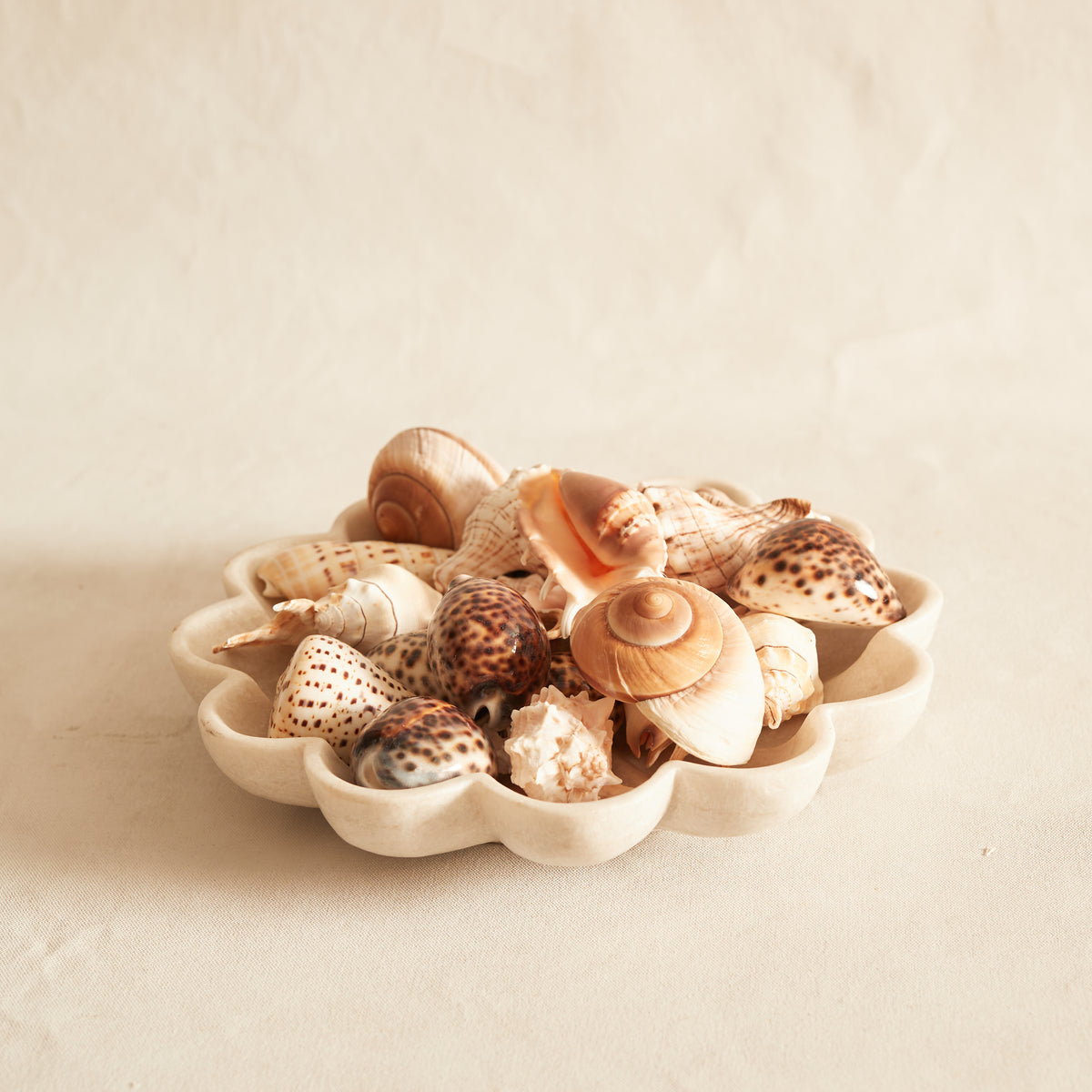 Sea Shell Set Set of three Sea Shells