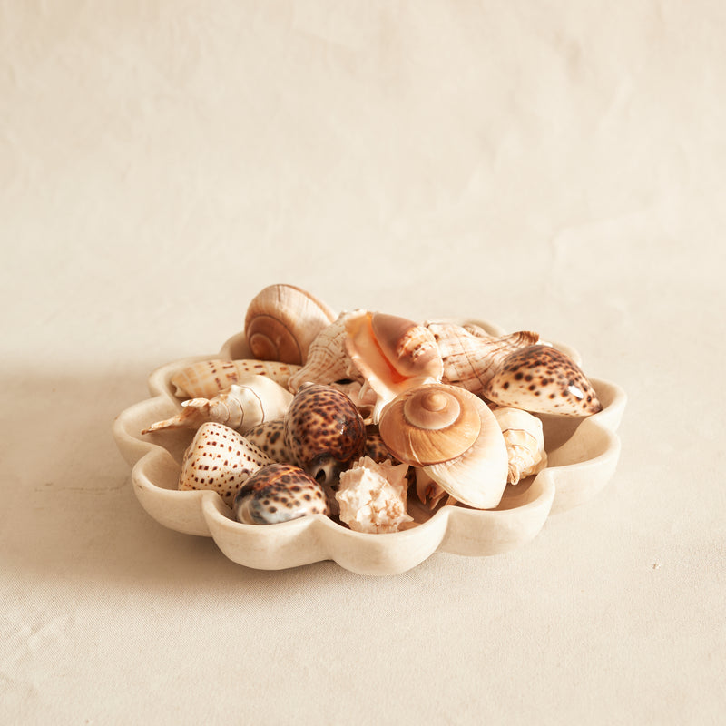 Two Three Shells Set of three Sea Shells
