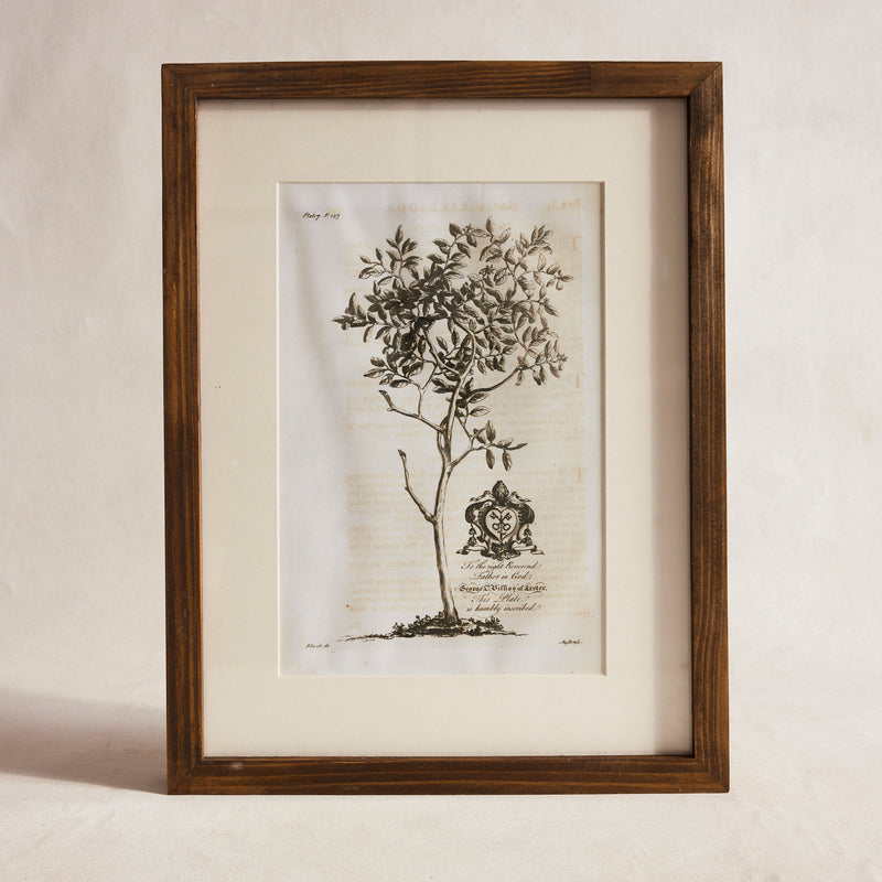 African Botanical Print - Avocado Tree