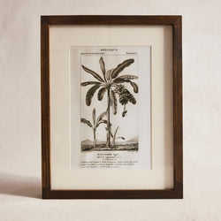 African Botanical Print - Double Banana Plant